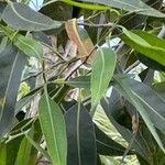 Corymbia citriodora Blad