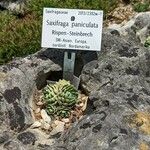 Saxifraga paniculata Ostatní