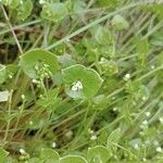 Claytonia perfoliataFlower