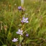 Gentianella amarella പുഷ്പം