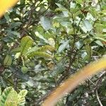 Sloanea haplopoda 整株植物