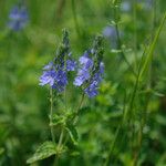 Veronica teucrium Flower