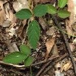 Desmodium rhytidophyllum Leaf