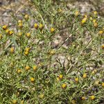 Dyssodia papposa Habit