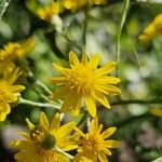 Senecio pterophorus Flower