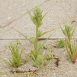 Corispermum pallasii Habitus