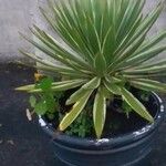 Agave vivipara叶