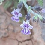 Salvia aegyptiaca फूल