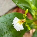 Scaevola plumieri Flower
