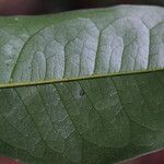 Erythrophleum suaveolens Leaf