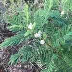 Acacia angustissima Floare