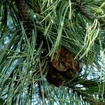 Pinus nigra Fruit