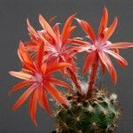 Matucana krahnii 花