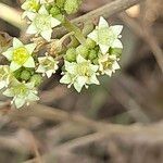 Ziziphus rugosa Flor