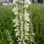 Salvia austriaca Цветок