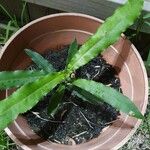 Macadamia tetraphylla Yaprak