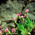 Androsace ciliata Arall