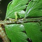 Polystichum transvaalense Blad