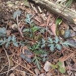 Geum canadense Blad