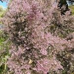 Erica australis Blomma