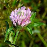 Trifolium pratense Цветок