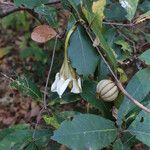 Rothmannia whitfieldii Flower