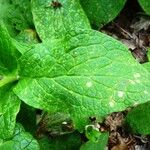 Symphytum tuberosum Blad