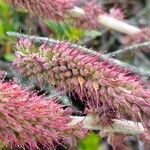 Acaena cylindristachya Blomst