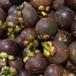 Garcinia mangostana Fruit