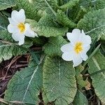 Primula vulgaris 形態