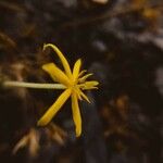 Curculigo orchioides Blomst