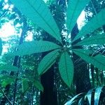 Eriotheca longitubulosa Hoja
