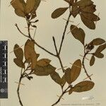 Rhododendron cinnabarinum その他の提案