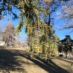 Taxus brevifolia Fruto