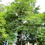 Anadenanthera colubrina ശീലം