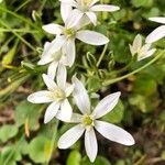 Ornithogalum umbellatumKukka