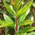 Rhododendron columbianum Hoja