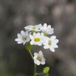 Berteroa mutabilis Blüte