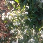 Erigeron strigosusFlower