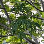 Acer macrophyllum Hostoa