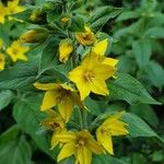 Lysimachia punctataКветка