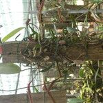 Bulbophyllum falcatum Облик