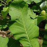 Magnolia macrophylla Leaf