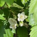 Crataegus douglasii फूल