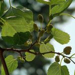 Morus nigra Leaf