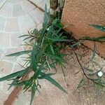 Lobelia laxiflora പുഷ്പം