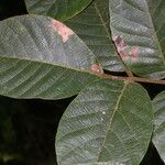 Lonchocarpus costaricensis Blatt