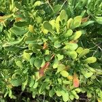 Iberis semperflorens Yaprak