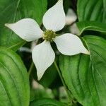 Cornus kousa Flower