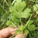 Ranunculus bulbosus List